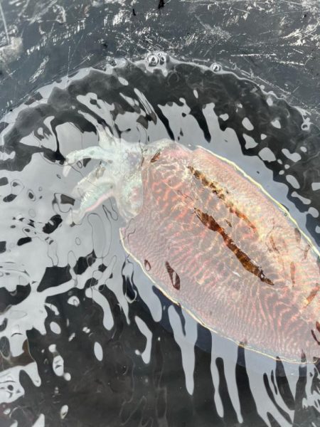 コウイカ釣り