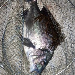 メバリングのつもりがチヌ釣れた