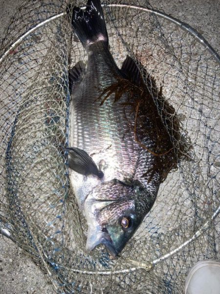 メバリングのつもりがチヌ釣れた