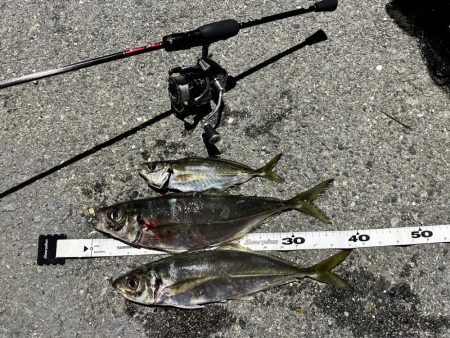 春の尺アジング