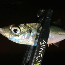 近所でアジ探し！