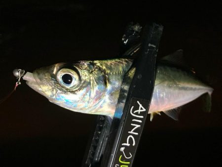 近所でアジ探し！