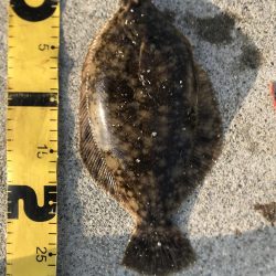 朝もカレイ　夕方もカレイ