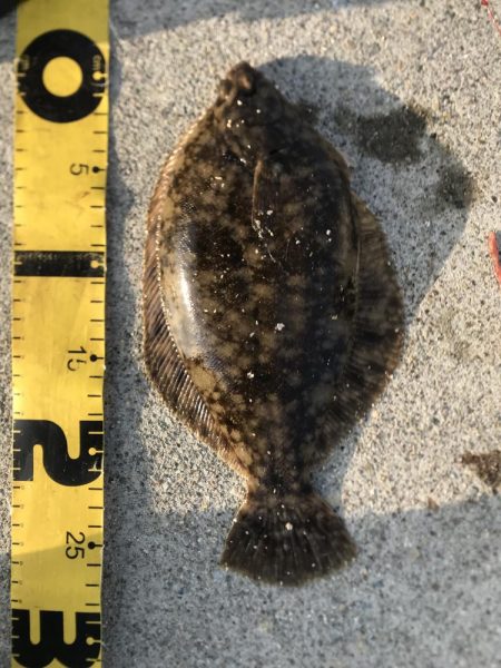 朝もカレイ　夕方もカレイ