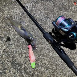 ヤリイカの新規ポイント開拓！渋いなりにボチボチ釣れた！！