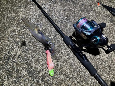 ヤリイカの新規ポイント開拓！渋いなりにボチボチ釣れた！！