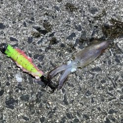 数は少ないけどオスメインで釣った感抜群！