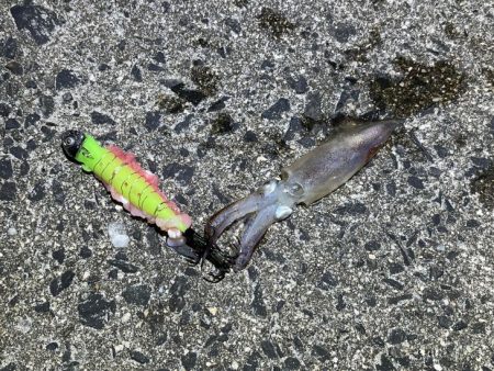 数は少ないけどオスメインで釣った感抜群！