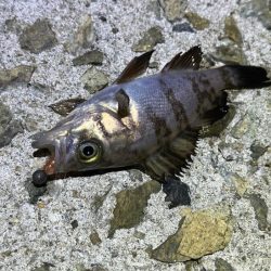 激渋メバリング