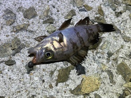 激渋メバリング