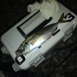 (尺アジ)フロートゲーム。