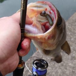 重ヘッドワッキー!