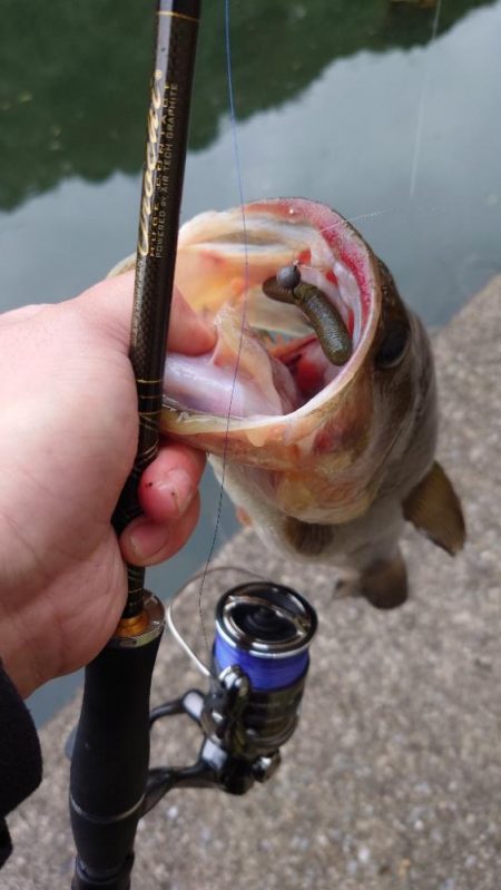 重ヘッドワッキー!