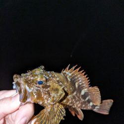 久しぶりにメバリング