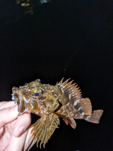 久しぶりにメバリング