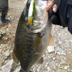 またまたグリマーで1本