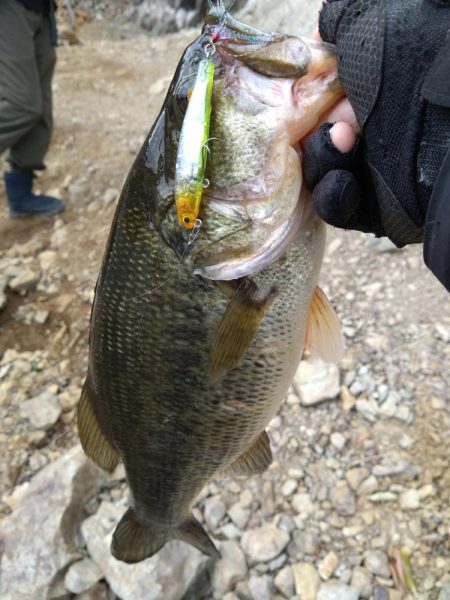 またまたグリマーで1本