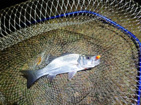 一匹でも釣れてよかった…