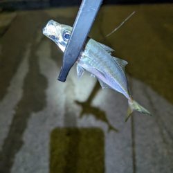 陸っぱり釣行記