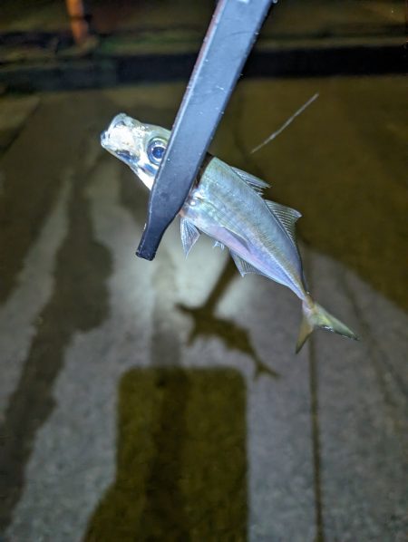 陸っぱり釣行記