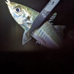 陸っぱり釣行記