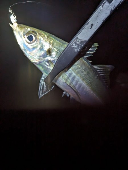 陸っぱり釣行記