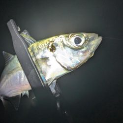 陸っぱり釣行記