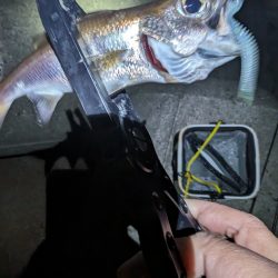 陸っぱり釣行記