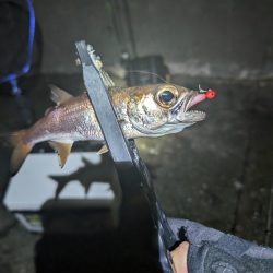 陸っぱり釣行記