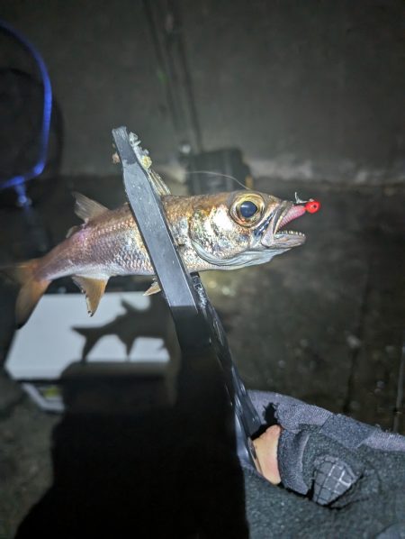 陸っぱり釣行記