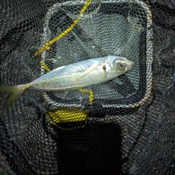 陸っぱり釣行記