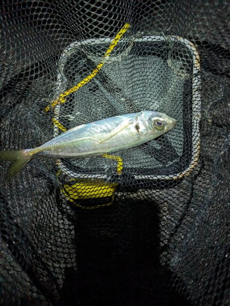 陸っぱり釣行記