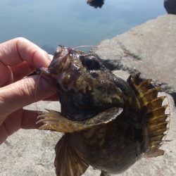 カサゴ？ムラソイ？