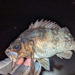 ヤリイカ・メバル