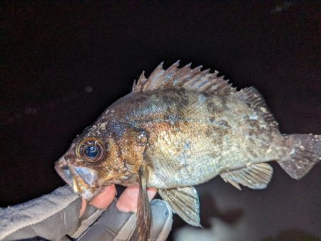 ヤリイカ・メバル