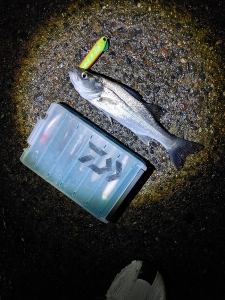 なんとかセイゴ