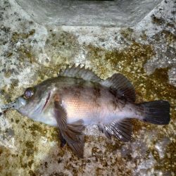 息子がメバルの煮付けを食べたいそうで