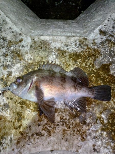 息子がメバルの煮付けを食べたいそうで