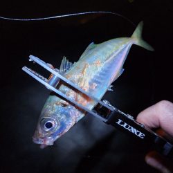仕事終わりに🎣