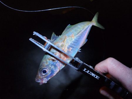 仕事終わりに🎣