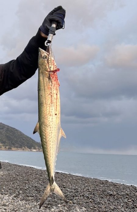 今年初のショアジギ