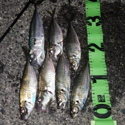 アジング、シーズンイン！