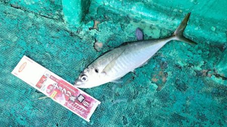 アジ、サバ釣り