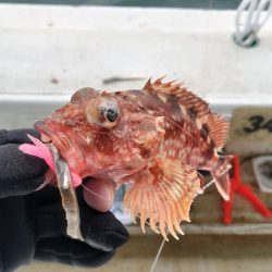 加太沖で五目便