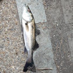 やっとオフかな？