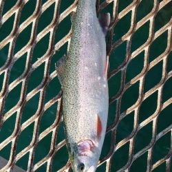 強靭と剛健を足すと…