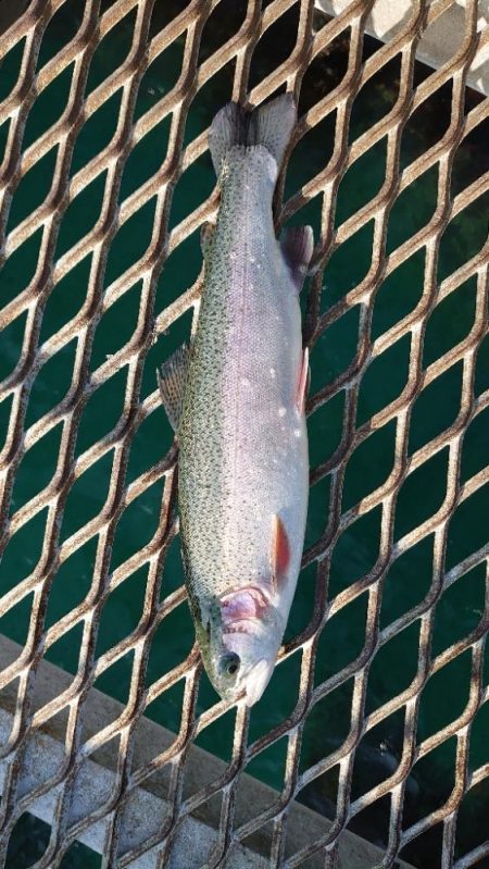 強靭と剛健を足すと…