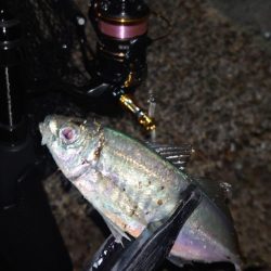 今期にオフはないのかい?