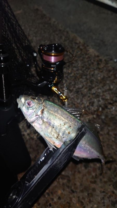 今期にオフはないのかい?