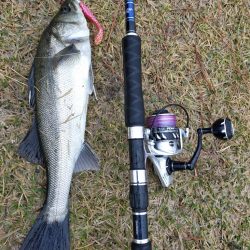 雨降る中ベイトが接岸